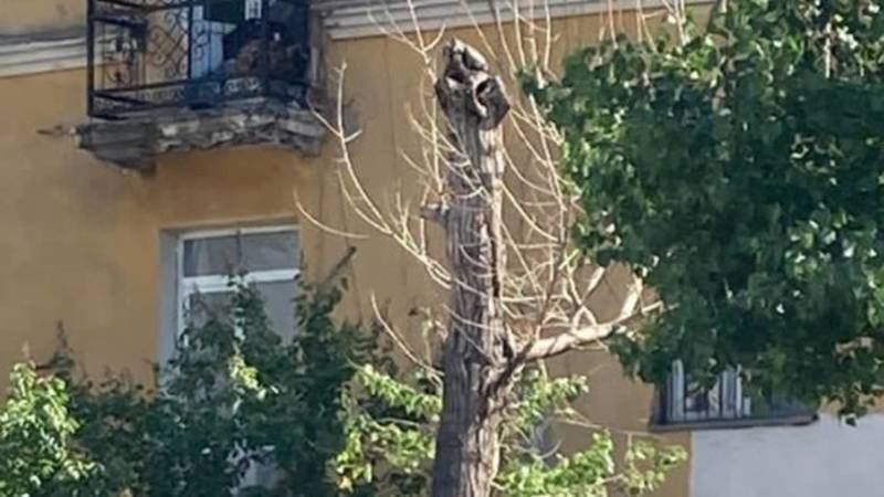 «Бишкекзеленхоз» спилил сухие сосны на Горького из-за обновлению фасадов зданий. Фото мэрии