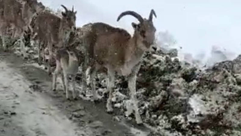 Стадо козерогов на обочине дороги на Кумтор. Видео