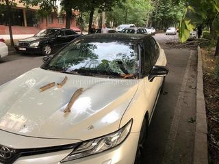 На &quot;Тойоту&quot; на бульваре Эркиндик упала ветка