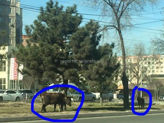 МП «Зеленстрой города Бишкек» провел разъяснительную беседу с владельцем коровы, которая паслась на газоне по улице Шабдан Баатыра