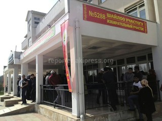 Собака стоит в очереди на выборы в горкенеш Оша, - читатель