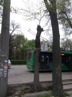 Читатель просит обратить внимание на аварийные деревья на Московской-Коенкозова