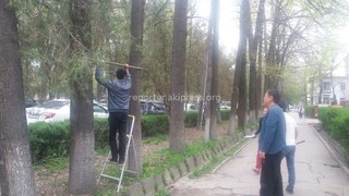 Самовольно установленный на деревьях турник демонтирован, - мэрия