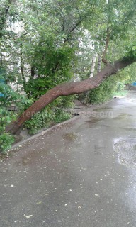 Таластагы тротуардагы дарак адамдарды басып калышы мүмкүн, – окурман <i>(фото)</i>
