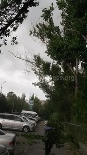 В 7 мкр возле дома №25 ветром обрушило несколько крупных ветвей тополя (фото)