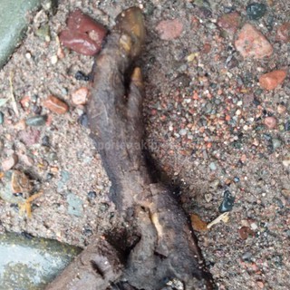 Житель с.Ивановка у себя на чердаке после пожара обнаружил сгоревшее копыто неизвестного животного <i>(фото)</i>