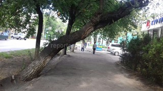 Дерево накренилось на 45 градусов и нависает над тротуаром по улице Московской <i>(фото)</i>