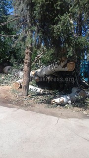 <b>Фото дерева</b>, насмерть придавившее 27-летнюю девушку в селе Тамга