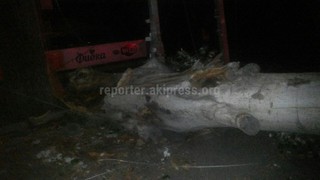 Ночью во время сильного ветра на проезжую часть ул.Токтогула упало дерево <i>(фото)</i>