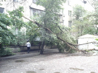 Читатель просит убрать упавшее высохшее дерево, которое висит над тротуаром на перекрестке Чокморова-Шевченко <i>(фото)</i>