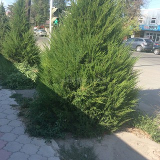 На перекрестке Панфилова-Кулатова елка загораживает пешеходный светофор, - читатель <i>(фото)</i>