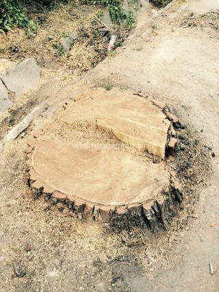 Деревья на пересечении улиц Орозбекова и Боконбаева были снесены из-за их аварийности, - мэрия Бишкека