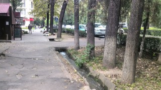 На перекрестке Эркиндик-Боконбаева в Бишкеке к дереву прибили турник <i>(фото)</i>