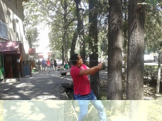 Первомайский акимиат Бишкека демонтировал турник, прибитый к дереву на перекрестке Эркиндик-Боконбаева <i>(фото)</i>