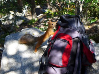 Белка у Ак-Сайского водопада в ущелье Ала-Арча искала орешки в рюкзаке туристов <i>(фото)</i>