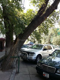 Дерево, растущее на пересечении улиц Жукеева-Пудовкина и Кулатова, сильно накренилось, - читатель (фото)