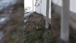 В новостройке Салкын-Тор с крыши завода вода течет на улицу. Видео