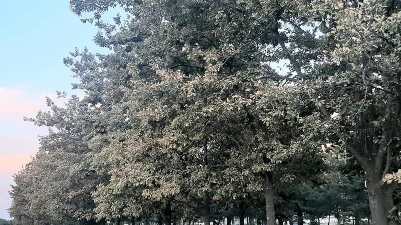 На Ауэзова болеют дубы. Фото горожанки