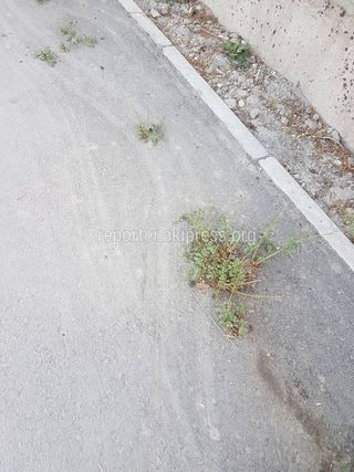 Специалисты УКС проверят тротуар на ул.Кустанайской, где растет трава через асфальт