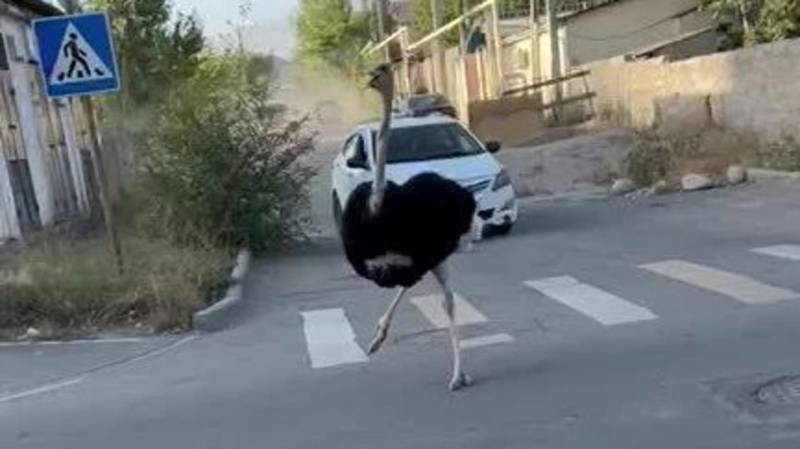 В жилмассиве Кок-Жар бегает страус. Видео