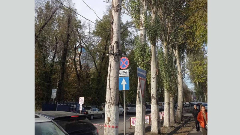 В районе «Мадина» вырубили аварийные деревья, - мэрия