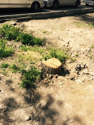 Законно ли срубают молодые деревья по Тоголока Молдо? - читатель <b><i>(фото)</i></b>