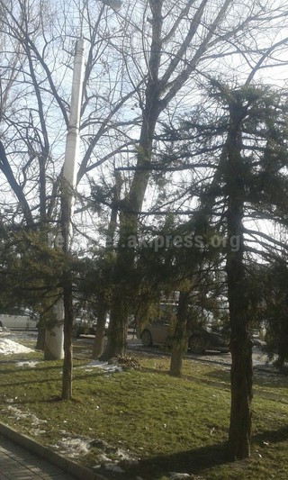 На пересечении проспекта Чуй-Курманжан датка спилены макушки сосен, - горожанка <b><i>(фото)</i></b>