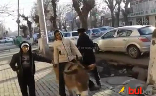 В центре города Ош дети гуляют с ослом, - читатель <b><i>(видео)</i></b>