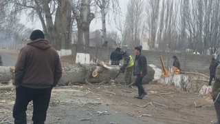От села Корумду до села Чок-Тал идет вырубка деревьев, - читатель <b><i>(фото)</i></b>