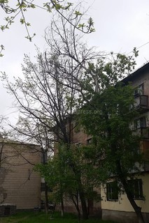 Большая сухая ветка дерева, расположенного в торце дома №125 по улице Суюмбаева, представляет опасность (фото)