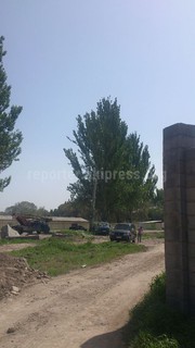 Почему на ул.Патриса Лумумбы спиливают живые деревья? - читатель (фото)