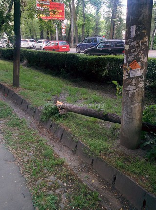 Работники «Зеленстроя» убрали упавшее дерево на ул. Московской