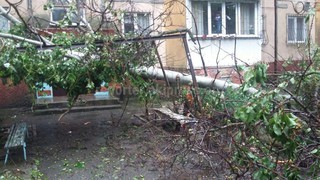 Упавшее дерево в 7 мкр убрано, - «Зеленстрой» (фото)