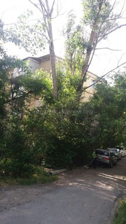 Читатель просит ликвидировать аварийное дерево в 5 мкр (фото)