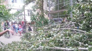 Оштогу үйдүн алдында чоң дарак кулады, эч ким жабыр тарткан жок, - окурман (фото)