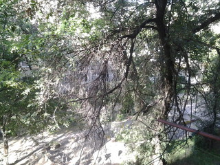 Читатель просит спилить деревья по городке Строителей №4 (фото)