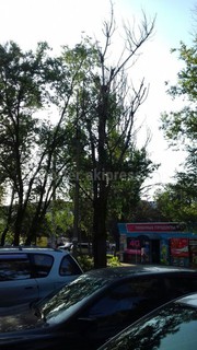 Читатель просит спилить два сухих дерева возле дома №9 в 5 мкр (фото)