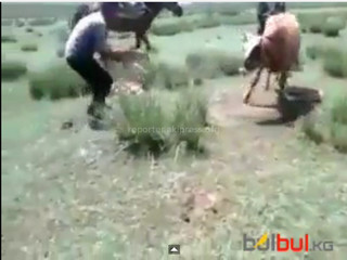 В одном из регионов Кыргызстана корова родила 4 телят, - читатель <i>(видео)</i>