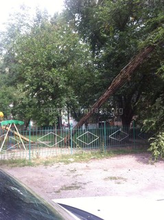 В Городке строителей над детской площадкой накренилось аварийное дерево <i>(фото)</i>