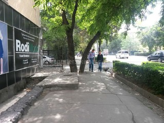 Читатель просит спилить накренившееся дерево на тротуаре улицы Киевской столицы (фото)