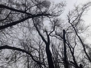 Первомайский акимиат убрал мусор с деревьев на Молодой Гвардии-Фрунзе (фото)