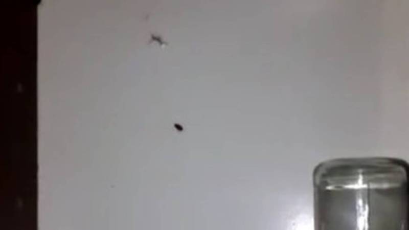 В Иссык-Кульской областной больнице по палатам «гуляют» тараканы