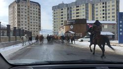Устанавливается личность владельца лошадей на ул.Токомбаева, - мэрия