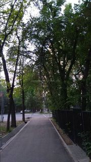 Ветка повисла на бульваре Эркиндик. Может упасть на прохожих <i>(фото)</i>
