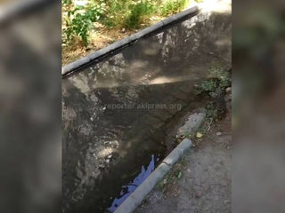 Подача воды на перекресток Московской-Коенкозова перекрыта, - «Бишкекзеленхоз»