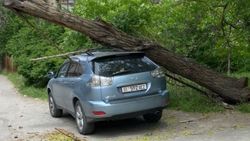 На Lexus RX 330 со штрафами в 10 тыс. сомов упало дерево. Фото На Lexus RX 330 со штрафами в 10 тыс. сомов упало дерево. Фото