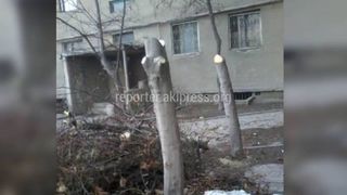 Причиной вырубки деревьев в мкр Джал стала недостаточность света в квартире первого этажа