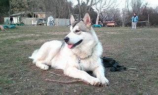 Читатель просит оказать помощь в поиске собаки породы аляскинский маламут (фото)