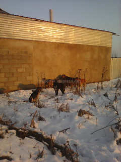 Беспризорные собаки в новостройке Восст села Военно-Антоновка создают опасность, - читатель (фото) Беспризорные собаки в новостройке Восст села Военно-Антоновка создают опасность, - читатель (фото)