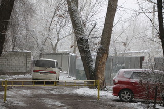 Во дворе дома №6б вырубают деревья, - читатель (фото)